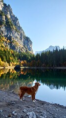 Naklejka premium A scenic vertical photo of a brown dog standing on a lakeshore with a stunning reflection of mountains and trees