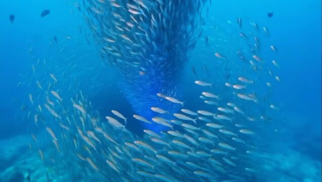 A dense school of small fish forming a tight vortex underwater, creating a funnel shape in the clear blue water
