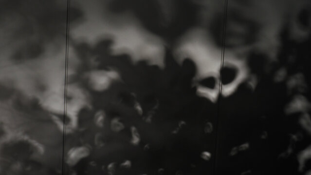 Sunlight With Tree Shadow on Wall, Planting Shadow, Komorebi Light, 木漏れ日,