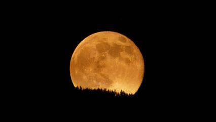 Golden Super Moon Rising Over Silhouetted Forest