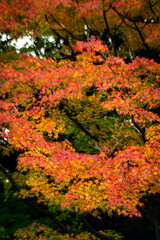 紅葉したもみじ