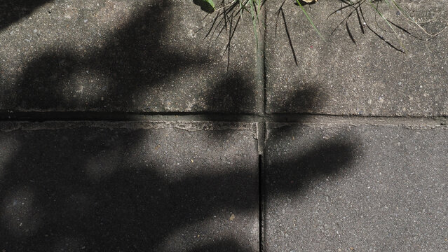 Sunlight With Tree Shadow on Wall, Planting Shadow, Komorebi Light, 木漏れ日,