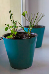 Transplanting mini-roses into a larger pot at home