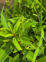 Sunlit Green Leaves with Insect Damage
