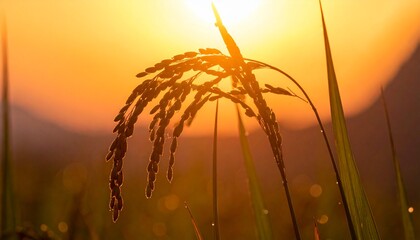 Close-Up of Golden Rice Ears in Sunshine