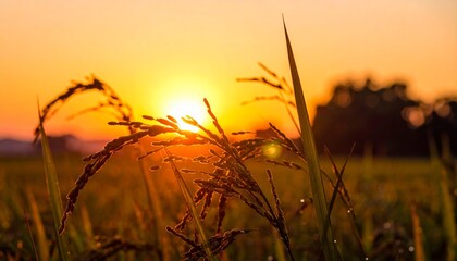 Close-Up of Golden Rice Ears in Sunshine