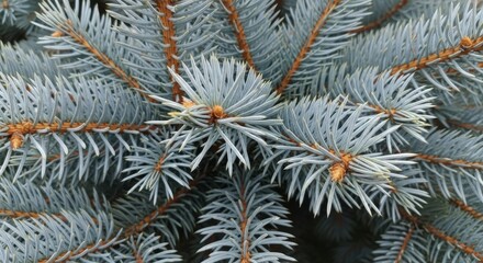 Close up of Blue Spruce Needles and Evergreen Branches