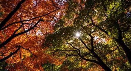 Vibrant Autumn Leaves and Sunburst Through Tree Canopy