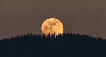 Large Orange Full Moon Rising over Dark Pine Forest at Twilight