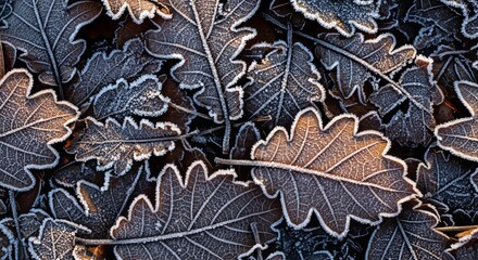 Crisp Frosted Oak Leaves with Delicate White Hoarfrost
