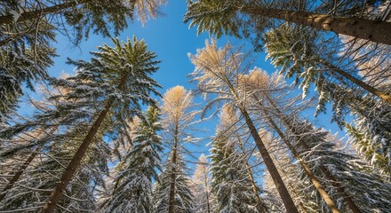 Snowy Forest Canopy Against a Vibrant Blue Winter Sky