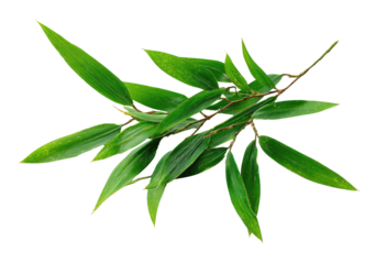 Lush green branch with elongated leaves against a dark backdrop