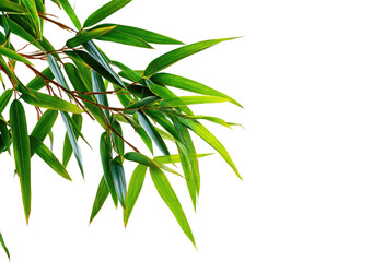 Fototapeta premium Vibrant green bamboo leaves gracefully arch against a stark black backdrop