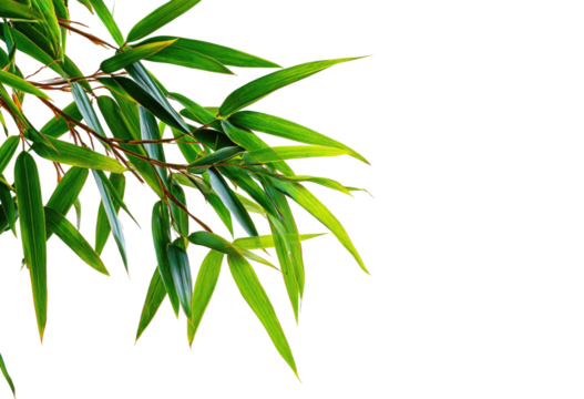 Vibrant green bamboo leaves gracefully arch against a stark black backdrop