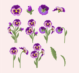 Collection of Purple and Yellow Pansy Flower Elements