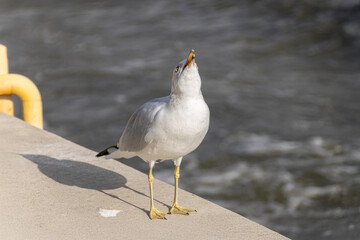 Birds seen in Toronto