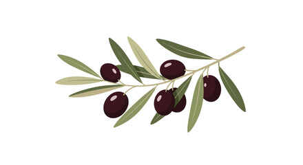 A branch of ripe olives with green leaves is depicted on a white background.  