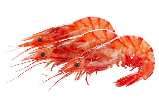 Three cooked bright red shrimp with antennae and legs