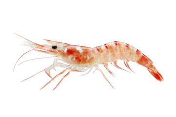 Raw shrimp with orange and white stripes, isolated on black