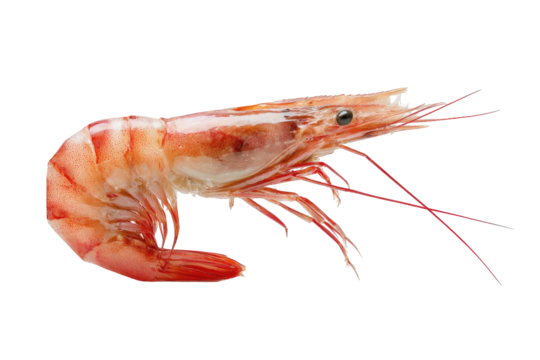 A bright pink and white shrimp isolated on a black background