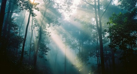 Sunlight streams through the forest canopy creating a magical atmosphere.