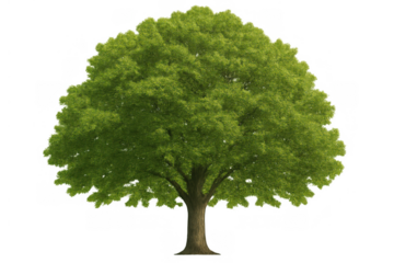 Green leafy tree with a full canopy and visible trunk, perfect for design elements related to nature, environment, and outdoor themes