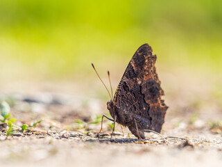 Peacock butterfly on the ground among the grass