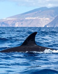 Fototapeta premium A sleek, dark marine mammal surfaces in deep blue ocean, dorsal fin prominently displayed. Distant, rugged mountains under a clear sky