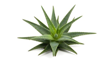 Fototapeta premium A pristine aloe vera plant, a succulent with plump, spiky green leaves, perfectly isolated on a pure white background. The plant is fresh and vibrant, ideal for use in natural skincare, wellness, or p