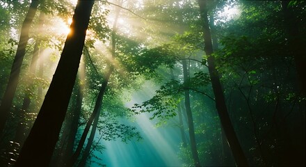 Sunlight filtering through lush green forest canopy creating ethereal light rays.