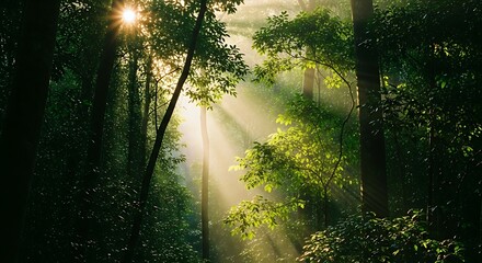 Sunlight streaming through a lush green forest canopy, creating a serene atmosphere.