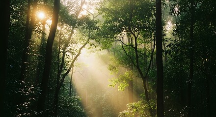 Sunlight Streaming Through Lush Green Forest Canopy.