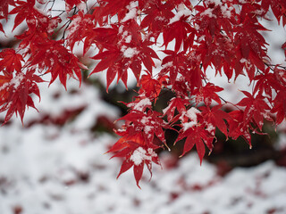 季節のグラデーション