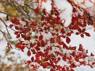 秋の記憶、冬の気配

