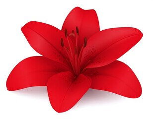 Vibrant crimson lily blossom, rendered in detailed vector art style