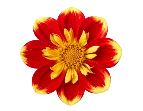 Vivid close-up captures a vibrant blossom with fiery red petals edged in brilliant yellow, set against a stark white backdrop
