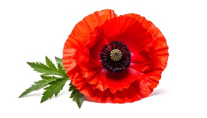 Vivid close-up shows a vibrant, fully bloomed red flower with delicate petals and a dark, textured center, alongside a green, fern-like leaf on white