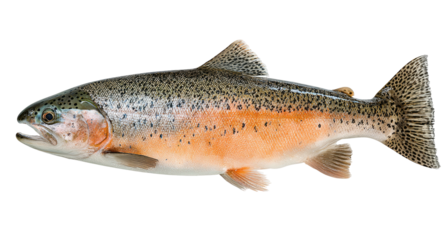 A healthy rainbow trout with vibrant coloration and prominent spots