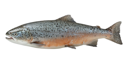 A whole, fresh salmon with gray-blue scales and orange belly, side view