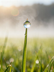 Glowing Morning Dew on Fresh Grass