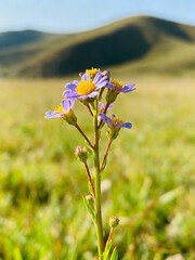 Vivid Wildflower Emerging in Nature
