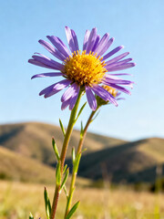 cosmos flower in the field