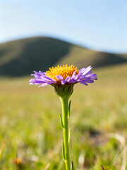 Macro View of Fresh Bloom in Meadow