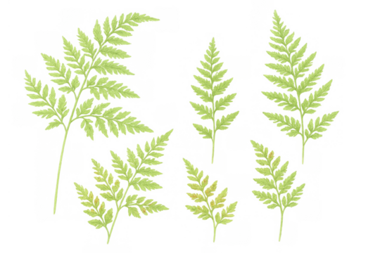 Green fern fronds illustrations set with transparent background, botanical design elements for nature and forest concepts - Powered by Adobe