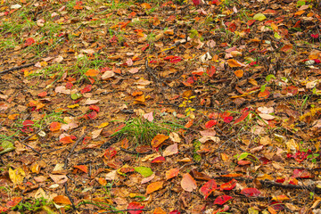 地面に落ちた紅葉　