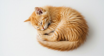 Ginger tabby kitten sleeping soundly curled up on a bright white surface capturing a calm minimalist aesthetic with soft natural light. AI Generated