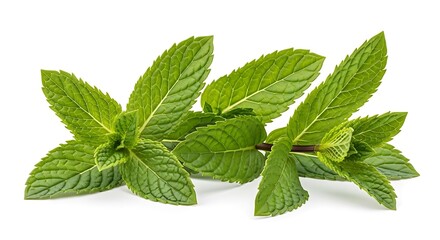 Fresh green mint leaves on a white background