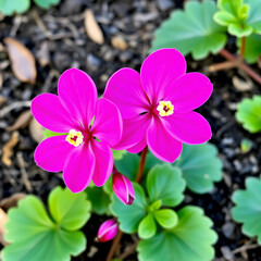 Magenta cyclamen flower