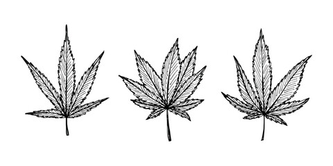Set of hand drawn cannabis leaf Medicine marijuana Hemp leaves clipart in doodle style Single element for print, web, design, decor