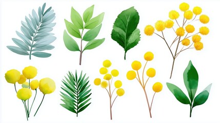A watercolor set of botanical illustrations with green leaves and yellow flowers. Hand drawn collection of floral elements including mimosa and craspedia isolated on a white background